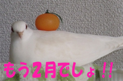 f:id:popo_gin:20120209180008j:image f:id:popo_gin:20120209180008j:image