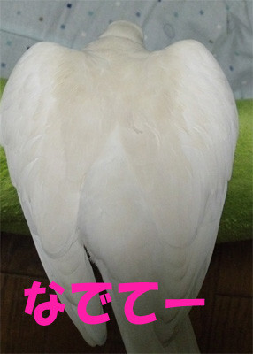 f:id:popo_gin:20120209180215j:image