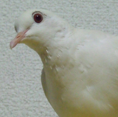 f:id:popo_gin:20120209184934j:image