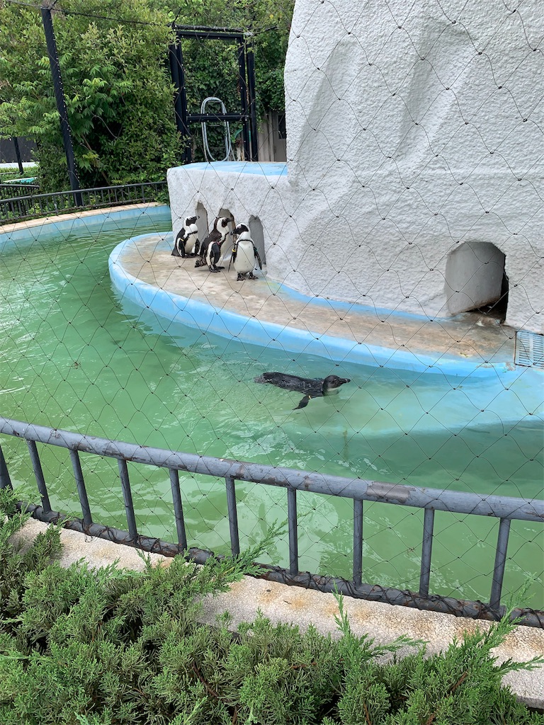 f:id:popocoring:20190627105142j:image f:id:popocoring:20190627105142j:image