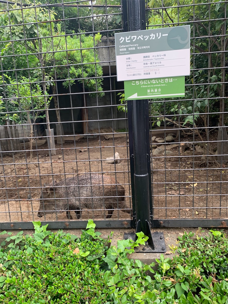 f:id:popocoring:20190627105157j:image f:id:popocoring:20190627105157j:image