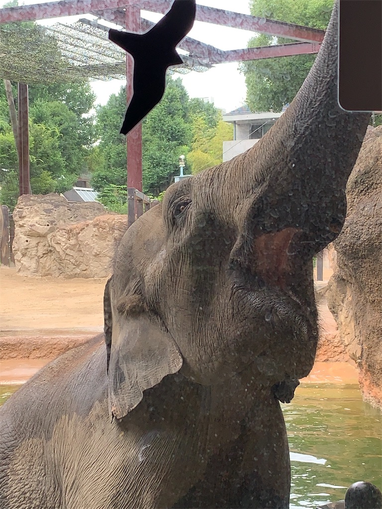 f:id:popocoring:20190627105224j:image f:id:popocoring:20190627105224j:image