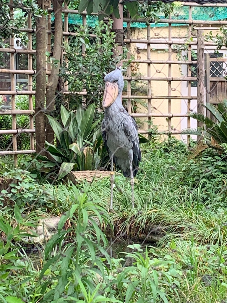 f:id:popocoring:20190627105228j:image f:id:popocoring:20190627105228j:image