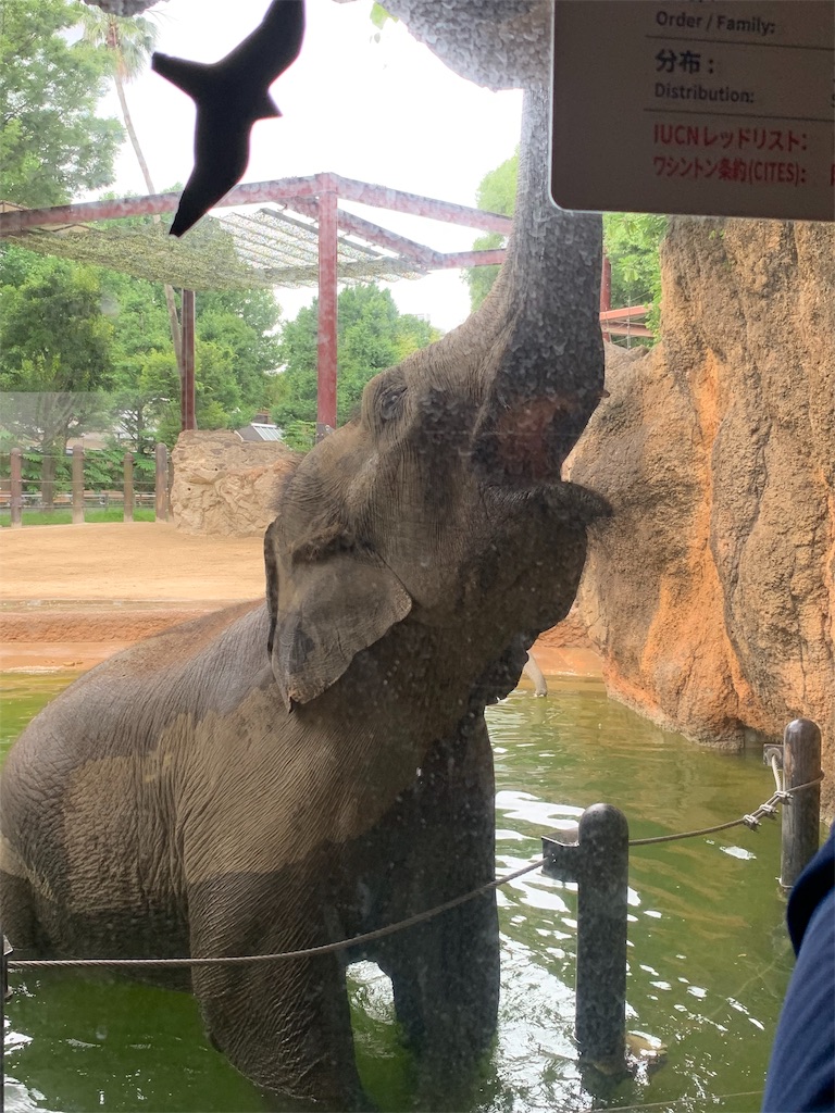 f:id:popocoring:20190627105231j:image f:id:popocoring:20190627105231j:image