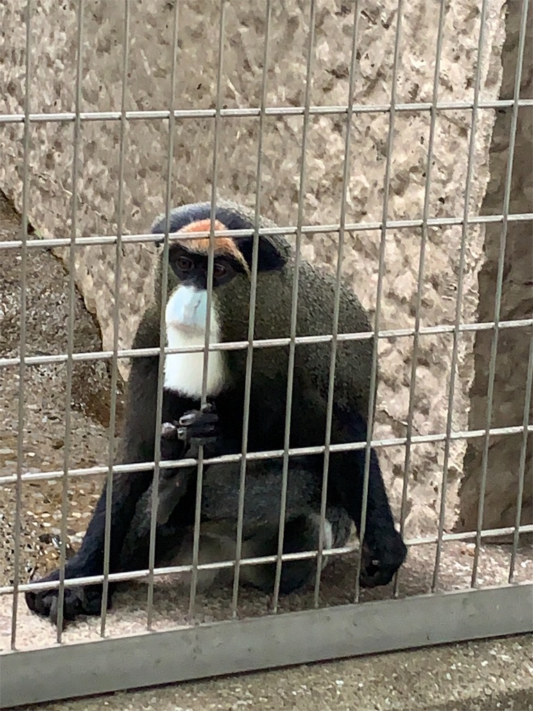 f:id:popocoring:20190627105238j:image f:id:popocoring:20190627105238j:image