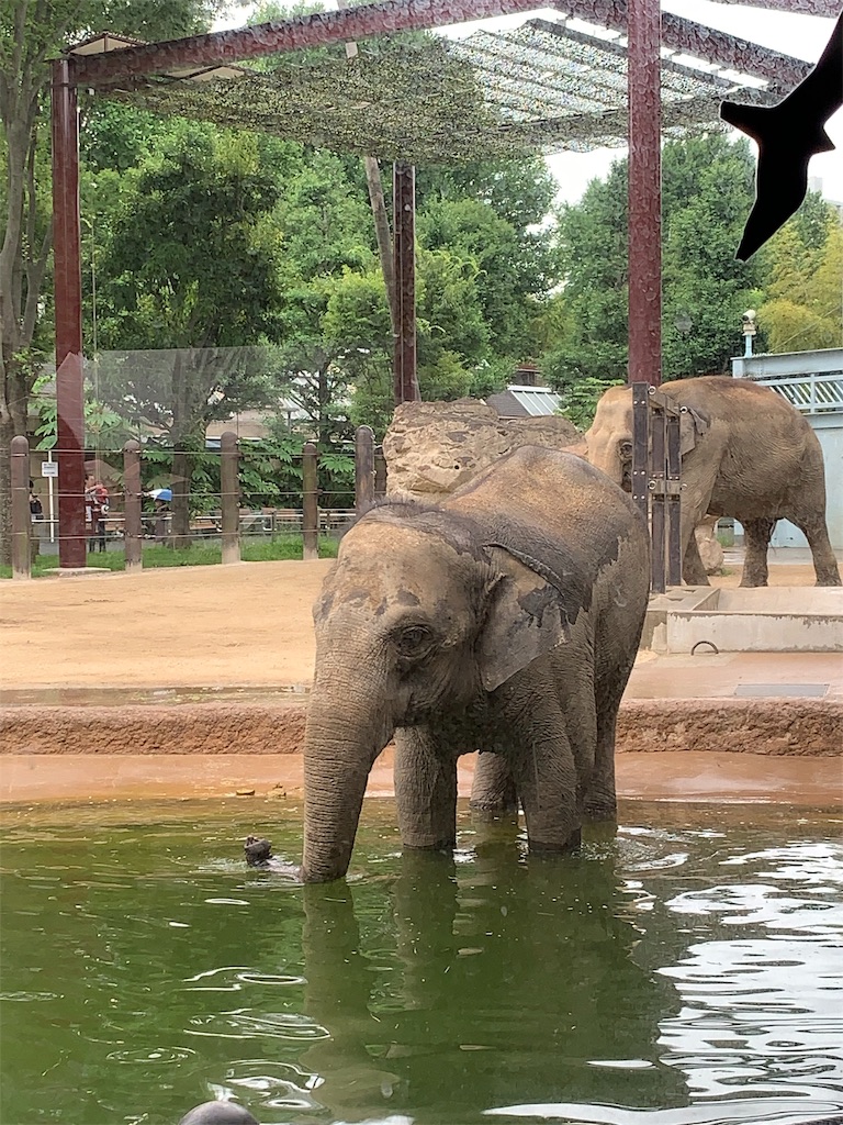 f:id:popocoring:20190627105244j:image f:id:popocoring:20190627105244j:image