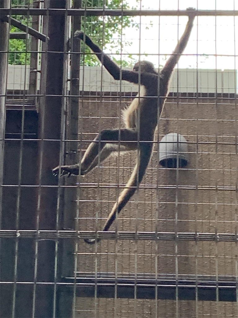 f:id:popocoring:20190627105247j:image f:id:popocoring:20190627105247j:image