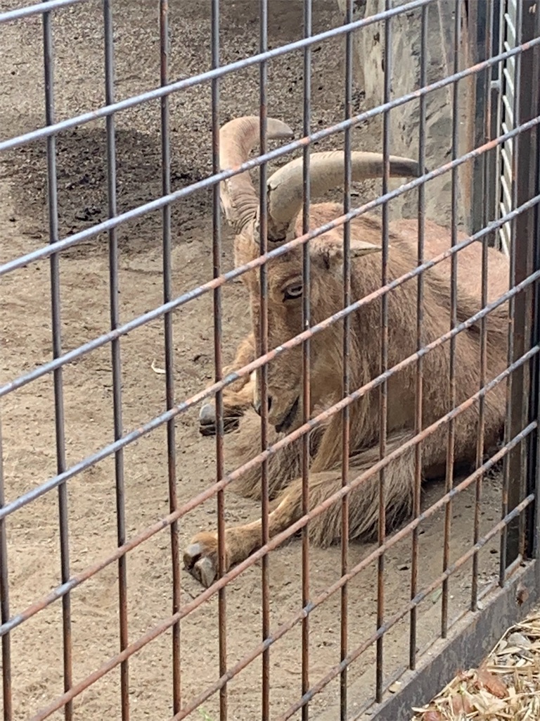 f:id:popocoring:20190627105256j:image f:id:popocoring:20190627105256j:image