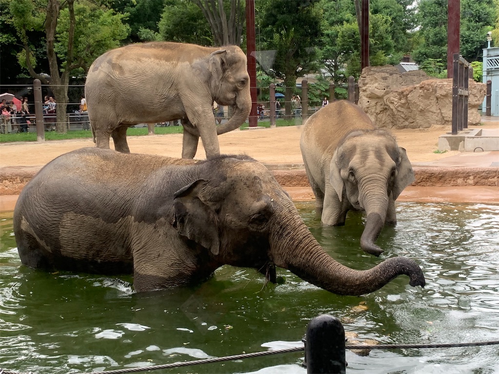 f:id:popocoring:20190627105259j:image f:id:popocoring:20190627105259j:image