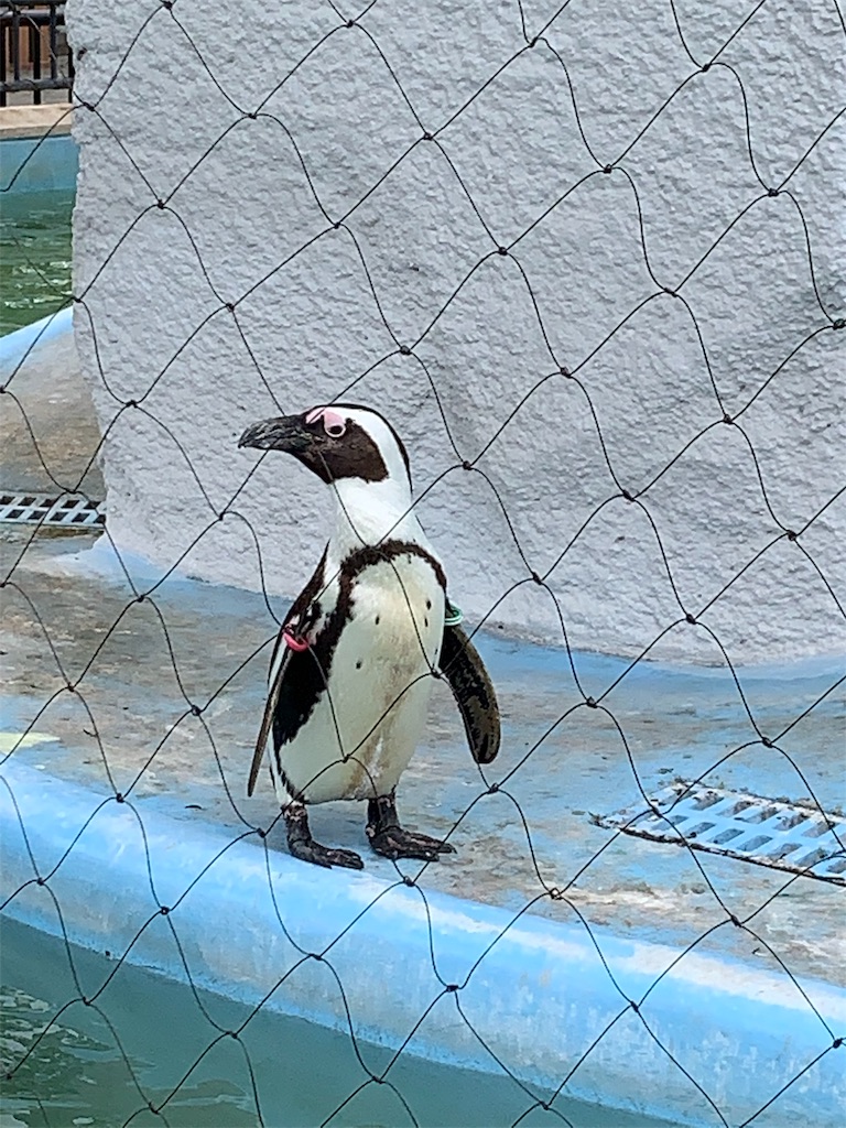 f:id:popocoring:20190627105303j:image f:id:popocoring:20190627105303j:image