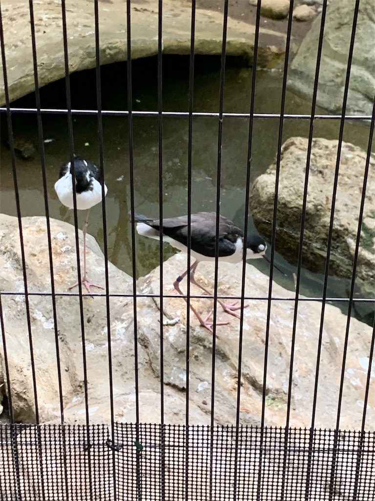 f:id:popocoring:20190627105310j:image f:id:popocoring:20190627105310j:image