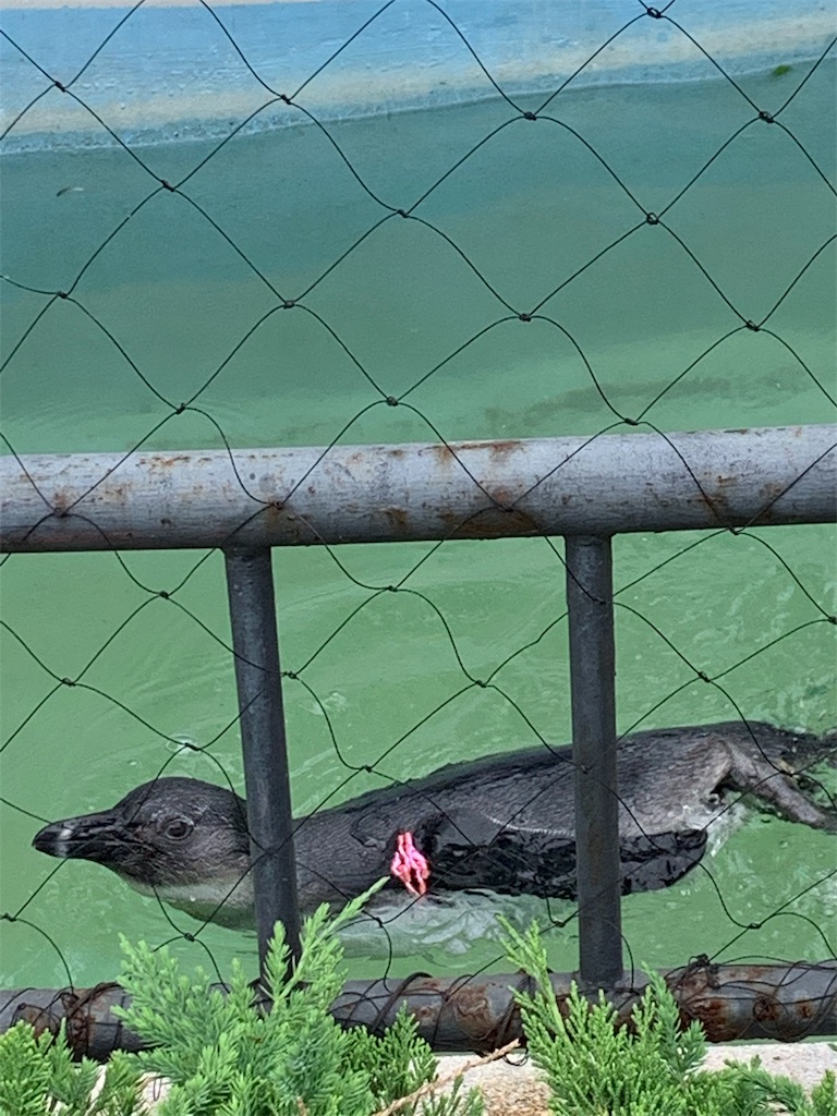 f:id:popocoring:20190627105313j:image f:id:popocoring:20190627105313j:image