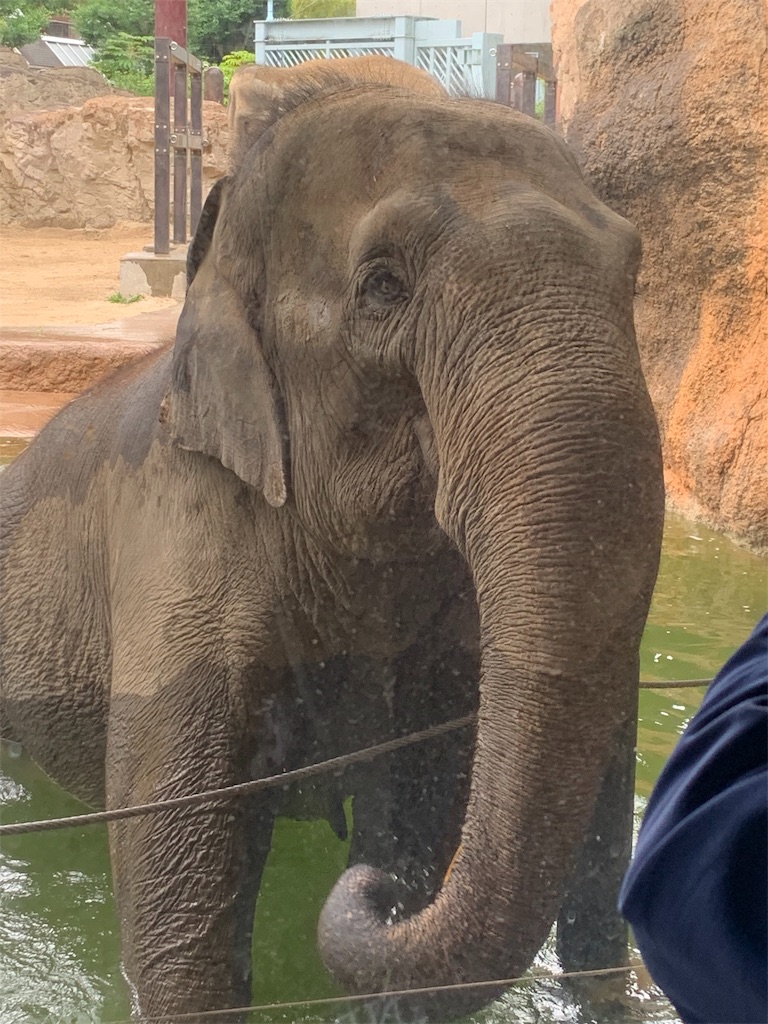 f:id:popocoring:20190627105321j:image f:id:popocoring:20190627105321j:image