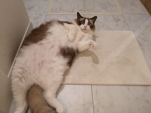 猫を飼いたい方必読 飼う前の準備リスト ハクとpopoの日常 もふ猫との暮らし Haku Diary 猫を飼いたい方必読 飼う前の準備リスト ハクとpopoの日常 もふ猫との暮らし Haku Diary