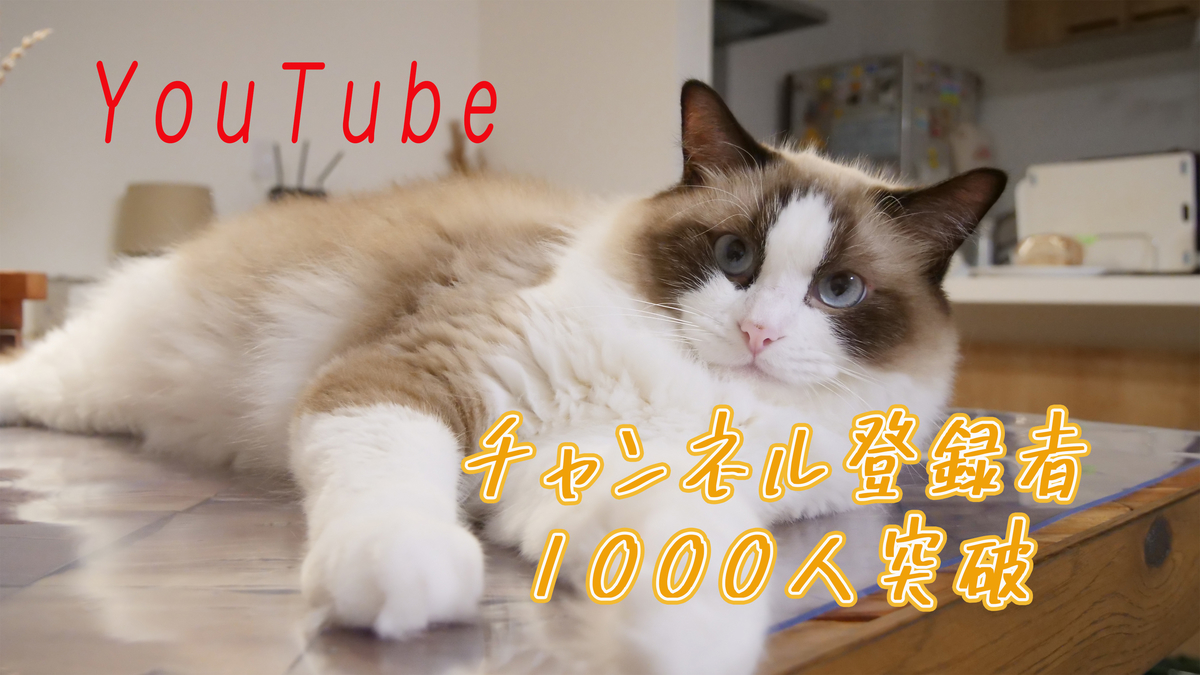 f:id:popohaku:20210222215650j:plain