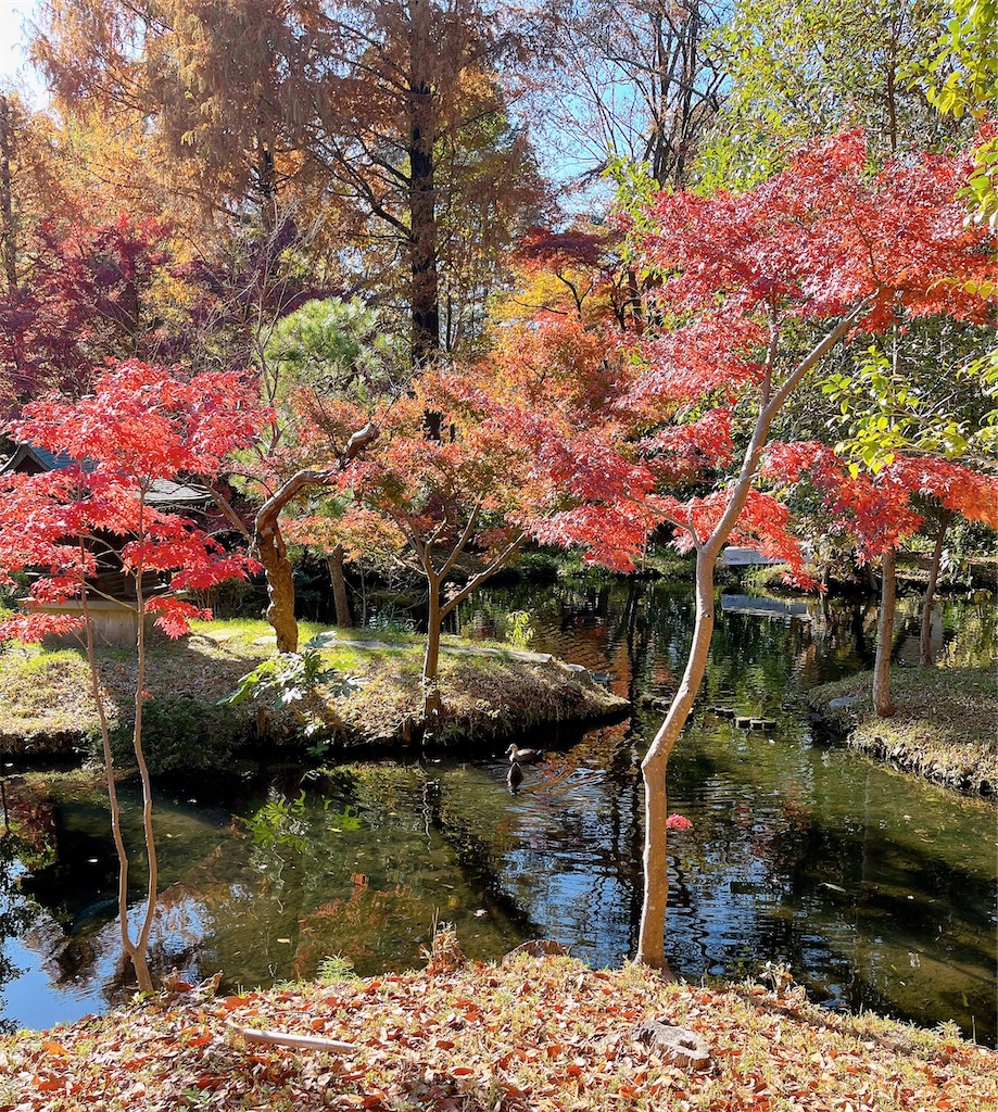 f:id:popohaumom:20231204220148j:image f:id:popohaumom:20231204220148j:image