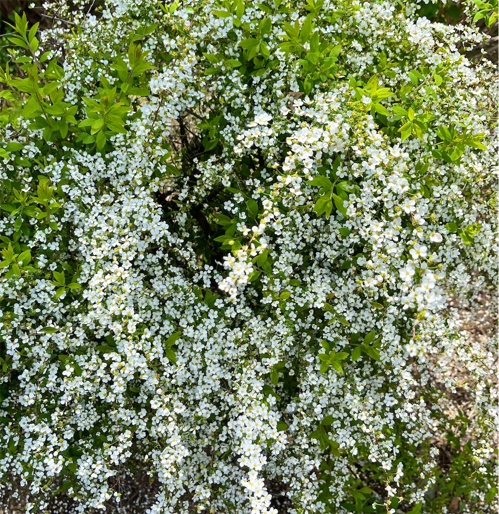 f:id:popohaumom:20240422202643j:image