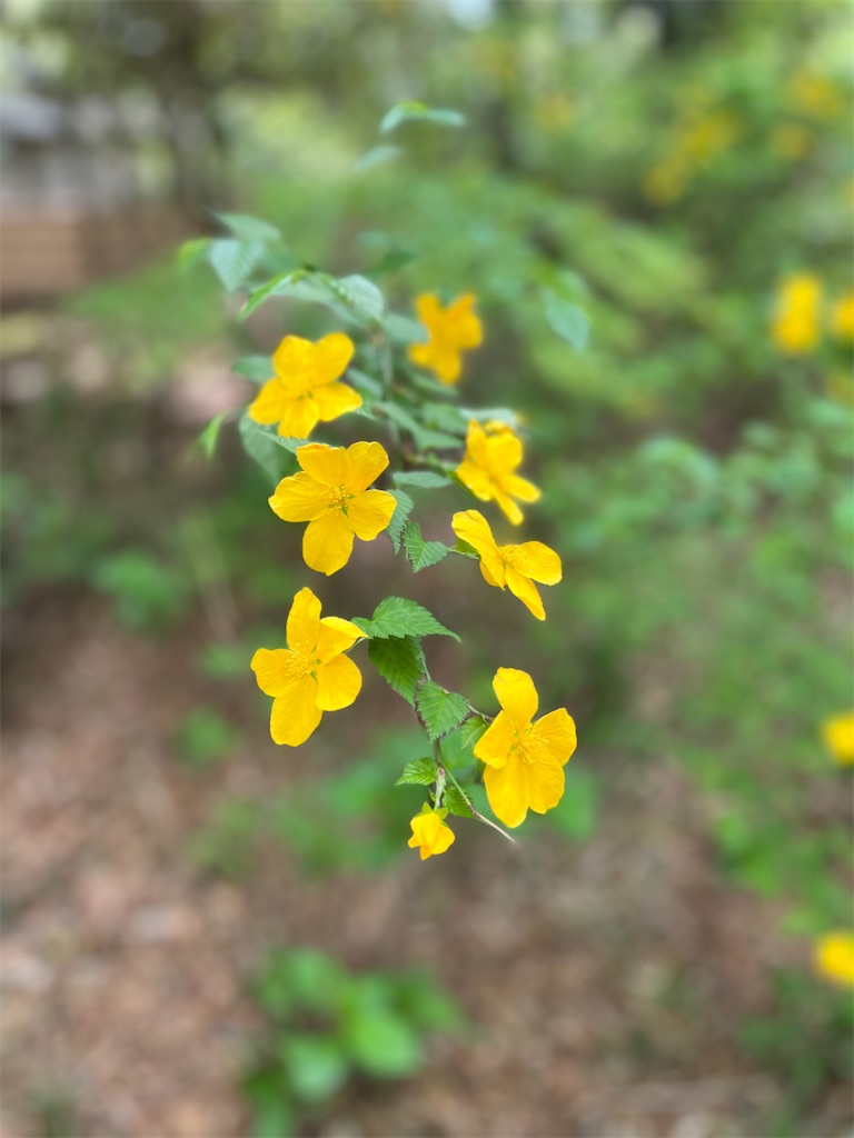 f:id:popohaumom:20240422203733j:image