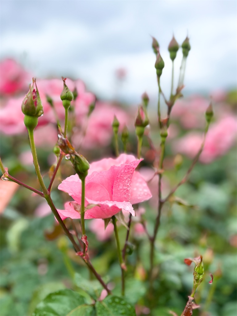 f:id:popohaumom:20240516164317j:image