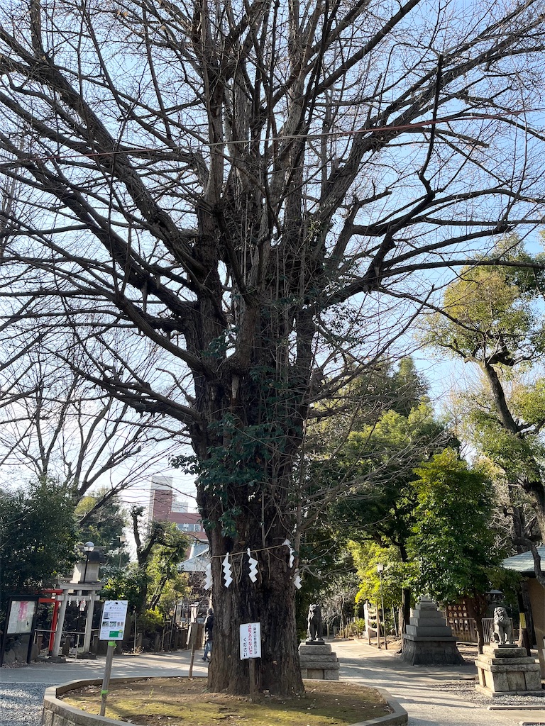 f:id:popohaumom:20250123193955j:image