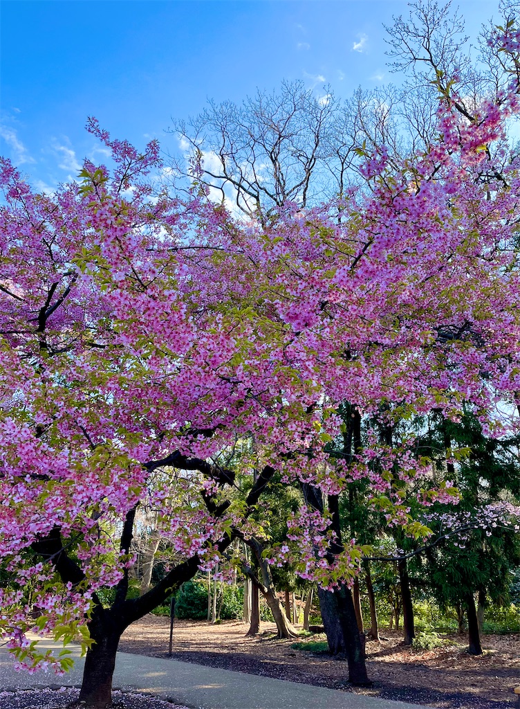 f:id:popohaumom:20250320194217j:image