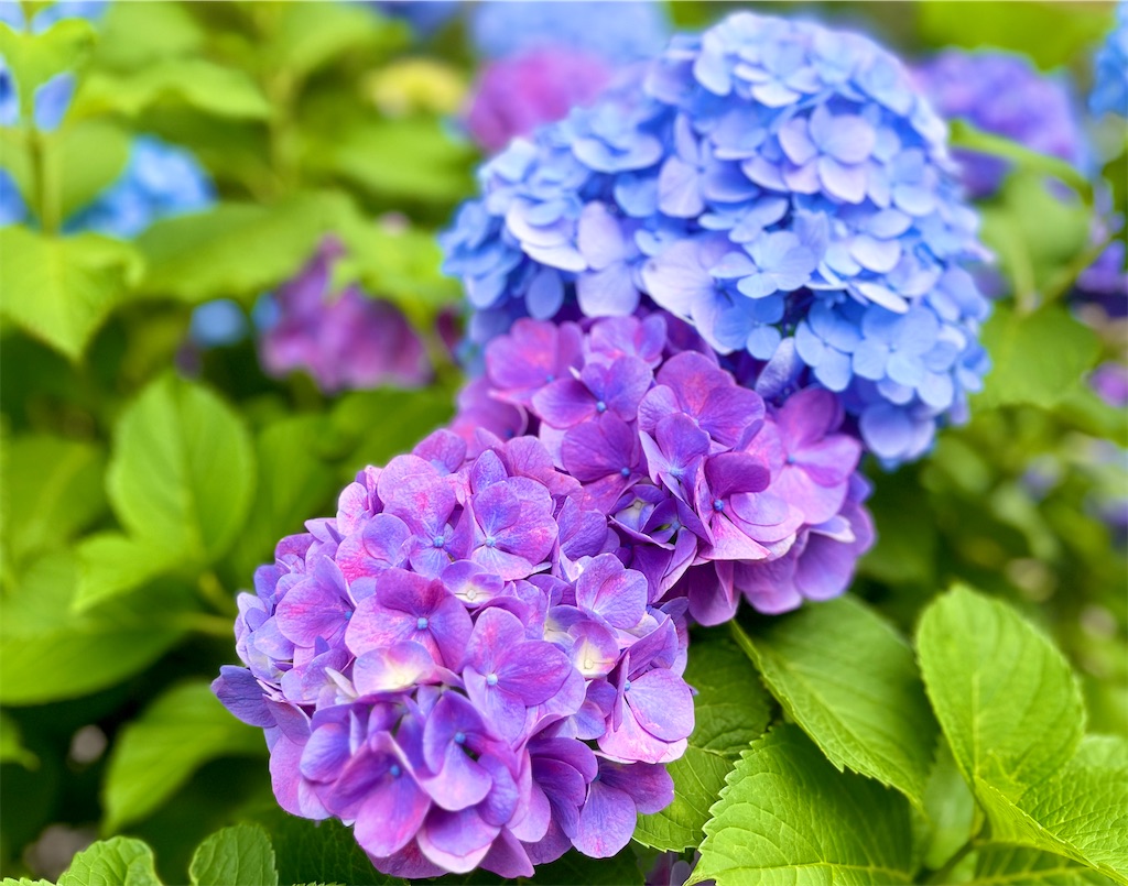 f:id:popohaumom:20250617191842j:image