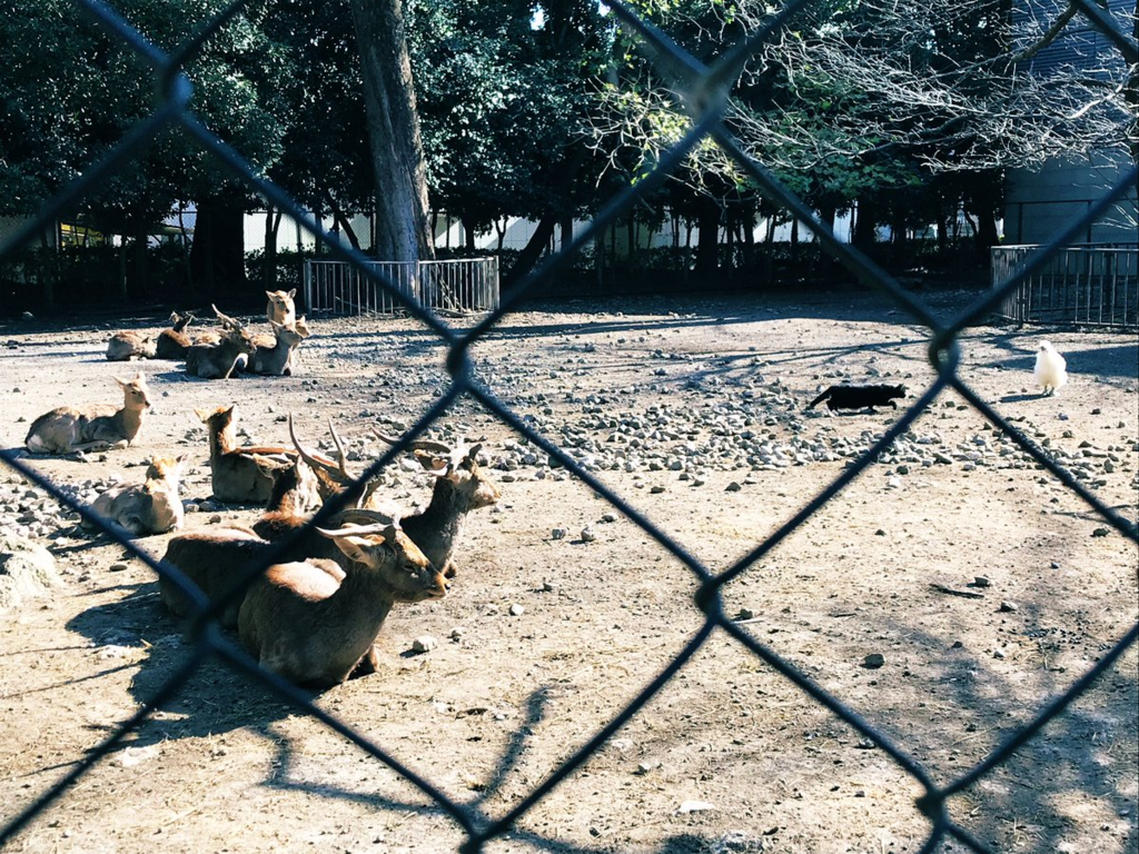 f:id:poponainai:20190117122048p:plain