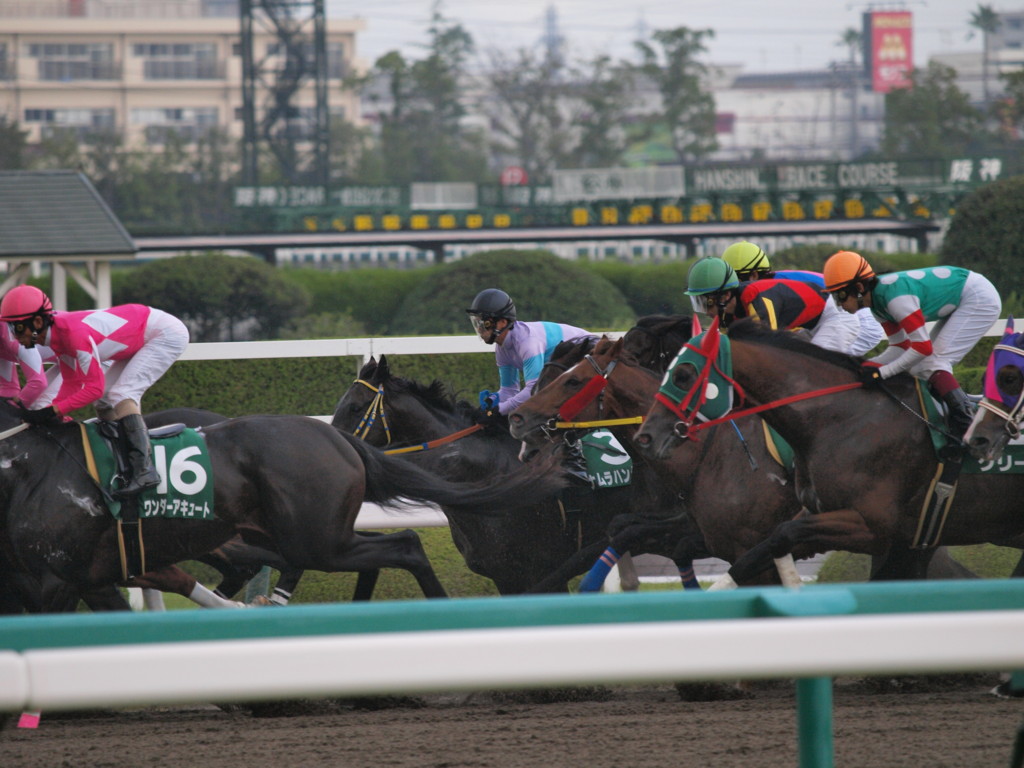 [20091003][競馬][阪神競馬場][阪神競馬場20091003][2009シリウスステークス]