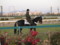 [20091227][競馬][阪神競馬場][阪神競馬場20091227]