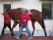 [20091231][競馬][園田競馬場][園田競馬場20091231][園田ジュニアカップ]