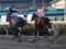 [20091231][競馬][園田競馬場][園田競馬場20091231][園田ジュニアカップ]