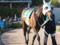 [20100124][競馬][京都競馬場][京都競馬場20100124]