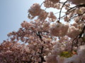 [20100418][大阪][キタ][造幣局]