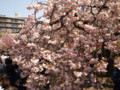 [20100418][大阪][キタ][造幣局]