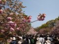 [20100418][大阪][キタ][造幣局]