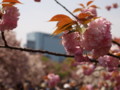 [20100418][大阪][キタ][造幣局]