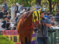 [20100501][競馬][京都競馬場][京都競馬場20100501]