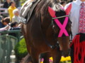 [20100501][競馬][京都競馬場][京都競馬場20100501]