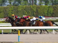 [20100501][競馬][京都競馬場][京都競馬場20100501]