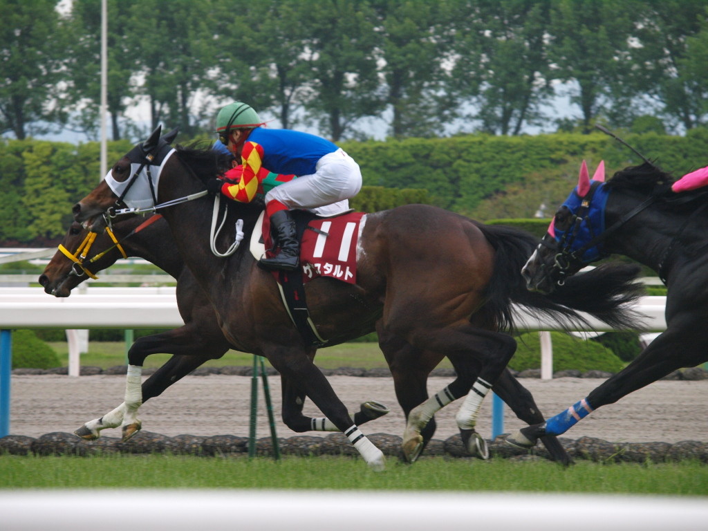 [20100508][競馬][京都競馬場][京都競馬場20100508][京都新聞杯]