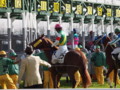 [20101120][競馬][京都競馬場][京都競馬場20101120]PB200012.JPG