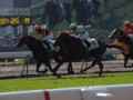 [20101120][競馬][京都競馬場][京都競馬場20101120]PB200015.JPG