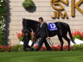 [20101120][競馬][京都競馬場][京都競馬場20101120][ローレルゲレイロ]