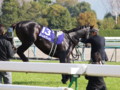 [20101120][競馬][京都競馬場][京都競馬場20101120][ローレルゲレイロ]PB200021.JPG