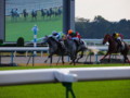 [20101120][競馬][京都競馬場][京都競馬場20101120]PB200032.JPG