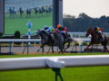 [20101120][競馬][京都競馬場][京都競馬場20101120]PB200032.JPG