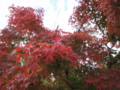 [20101120][紅葉][京都競馬場][京都競馬場20101120]DSC00737.JPG