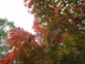 [20101120][紅葉][京都競馬場][京都競馬場20101120]DSC00740.JPG