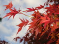 [20101120][紅葉][京都競馬場][京都競馬場20101120]DSC00741.JPG