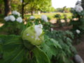 [大阪][長居公園]P5050019.JPG